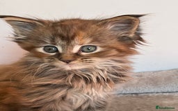 Maine Coon cats for sale: GCCF Registered female Maine Coon kitten - Image 1