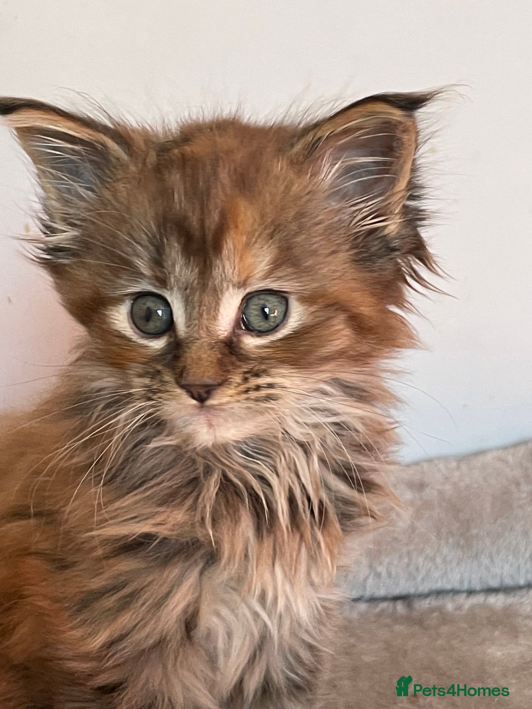 Maine Coon cats for sale: GCCF Registered female Maine Coon kitten - Image 1