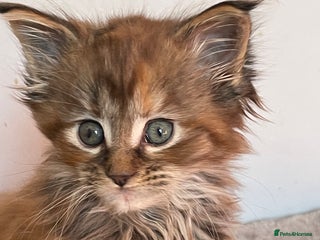 Maine Coon cats - Advert 1