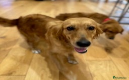 Golden Retriever dogs for sale: Female working lines golden retriever KC reg - Image 2
