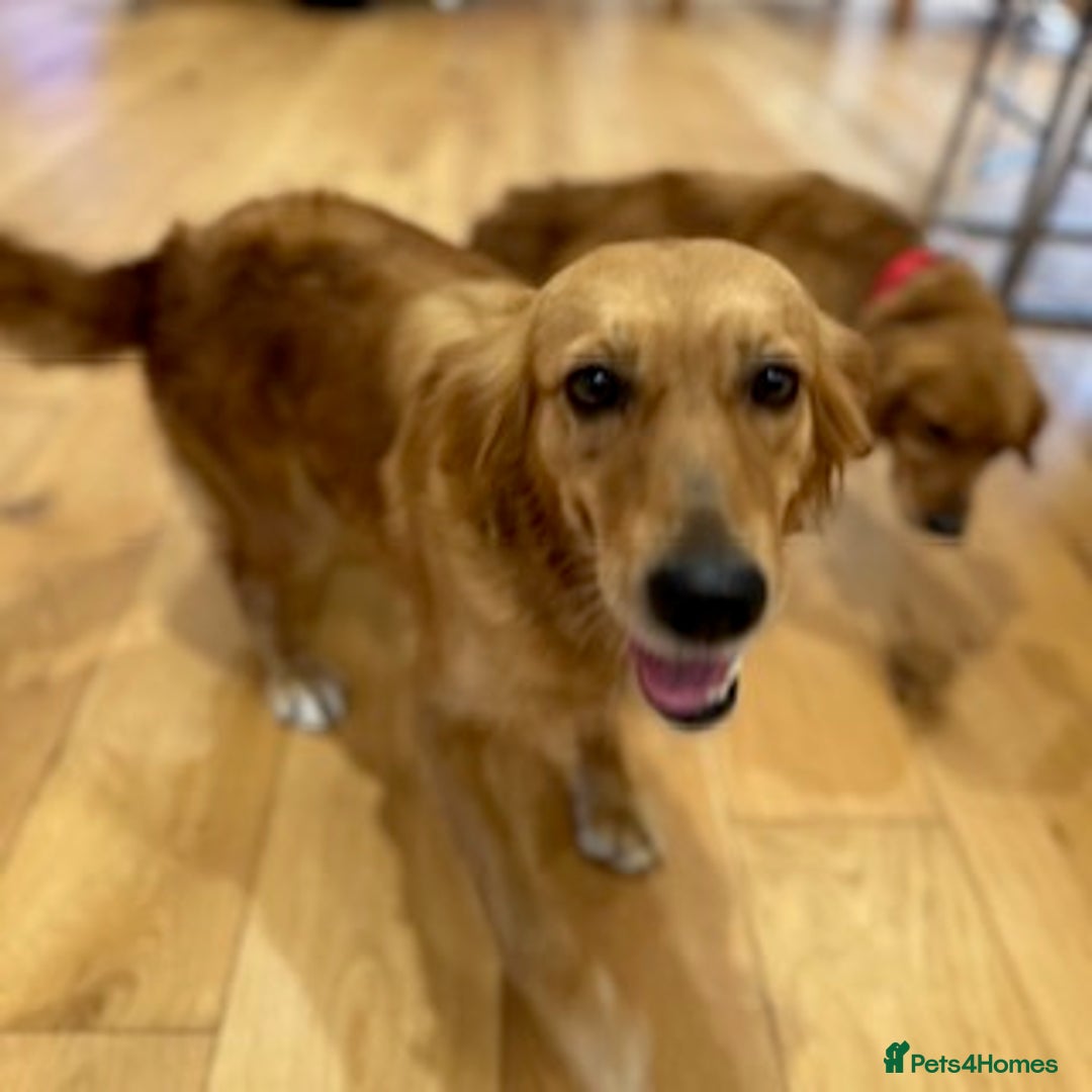 Golden Retriever dogs for sale: Female working lines golden retriever KC reg - Image 2