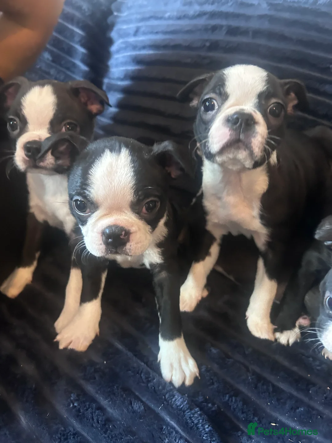 Boston Terrier dogs for sale: Beautiful Boston Terrier puppies  - Advert 4