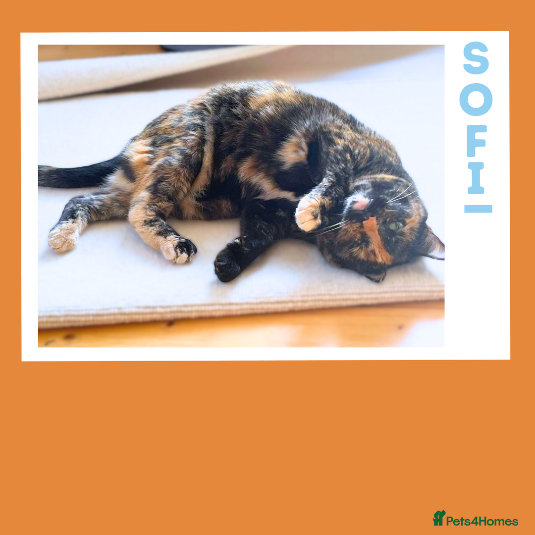Mixed Breed cats for adoption: Snuggle Twins! - Image 7