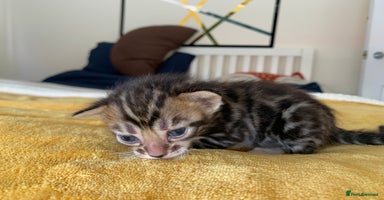 Bengal cats - Advert 3