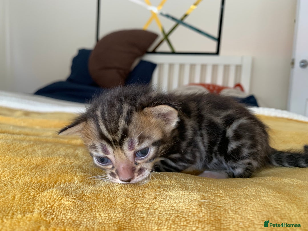Bengal cats for sale: 3 left, Rare 3/4 Bengal Kittens Rosetted - Image 4