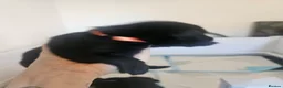 Labrador Retriever dogs for sale: Beautiful littler of black lab puppies in Doncaster - Advert 10