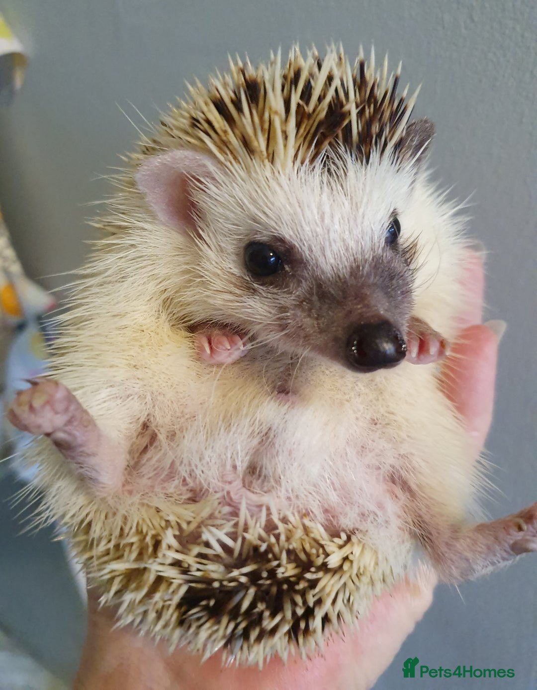 Pygmy Hedgehog rodents for sale: African pygmy hedgehogs - Advert 3