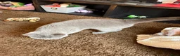 British Shorthair cats for sale: Beautiful Pure British Shorthair Looking for Home in Grays - Advert 3