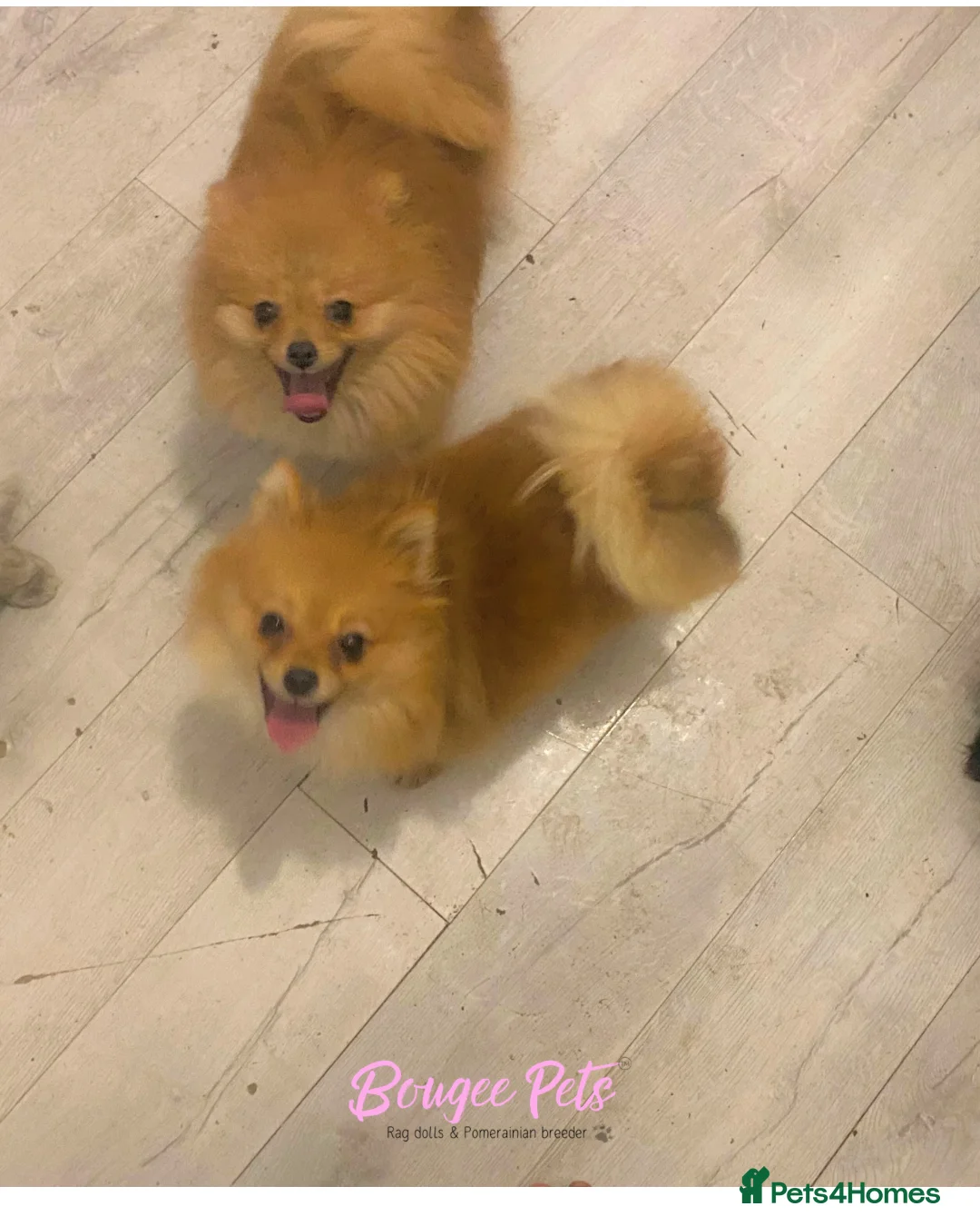 Pomeranian dogs for sale: 3 females for sale  - Advert 5