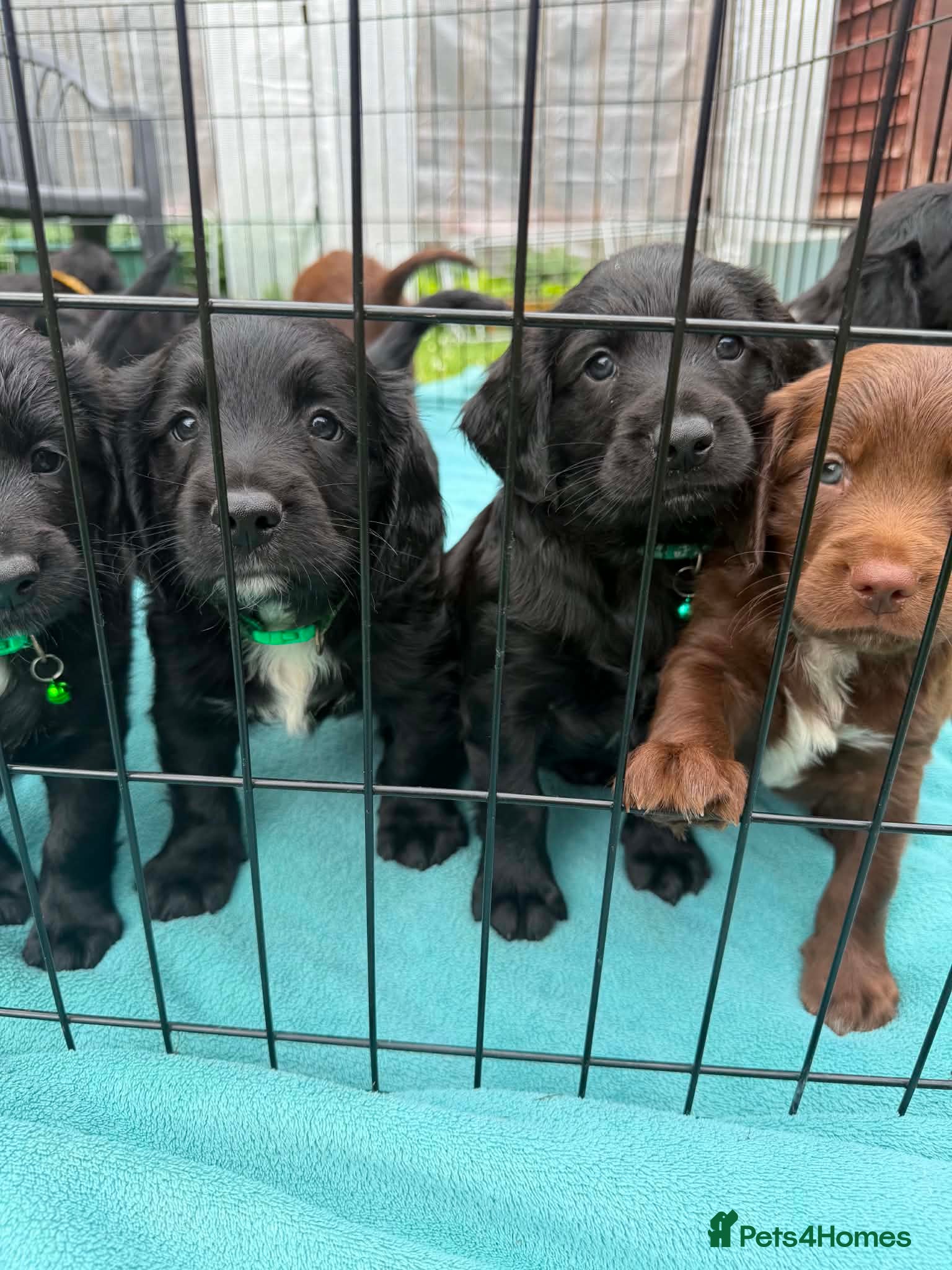 Sprocker dogs Sprocker Puppies Cocker Spaniel x Springer Spaniel - Advert 1