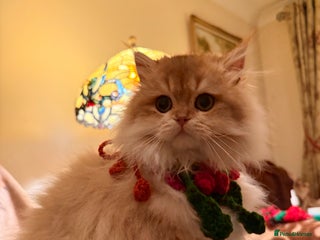 British Shorthair cats Last boy - superb pedigree and clear genetic tests - Advert 1