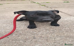 Staffordshire Bull Terrier dogs for sale: KC registeres Staffordshire bull terrier puppies - Image 14