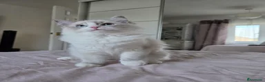 Nala