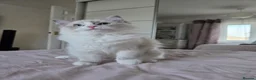 Ragdoll cats for sale:  TICA Ragdoll female - Advert 9