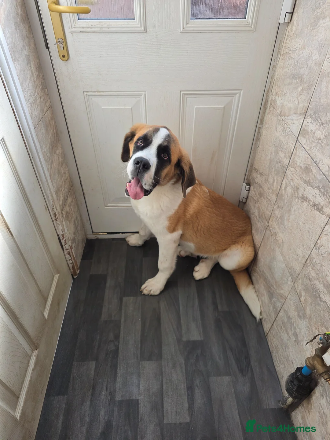 Saint Bernard dogs for sale: BEAUTIFUL male st bernard pup - Advert 1