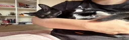 Mixed Breed cats for sale: 2 male kittens - 12 weeks old  in Dewsbury - Advert 9