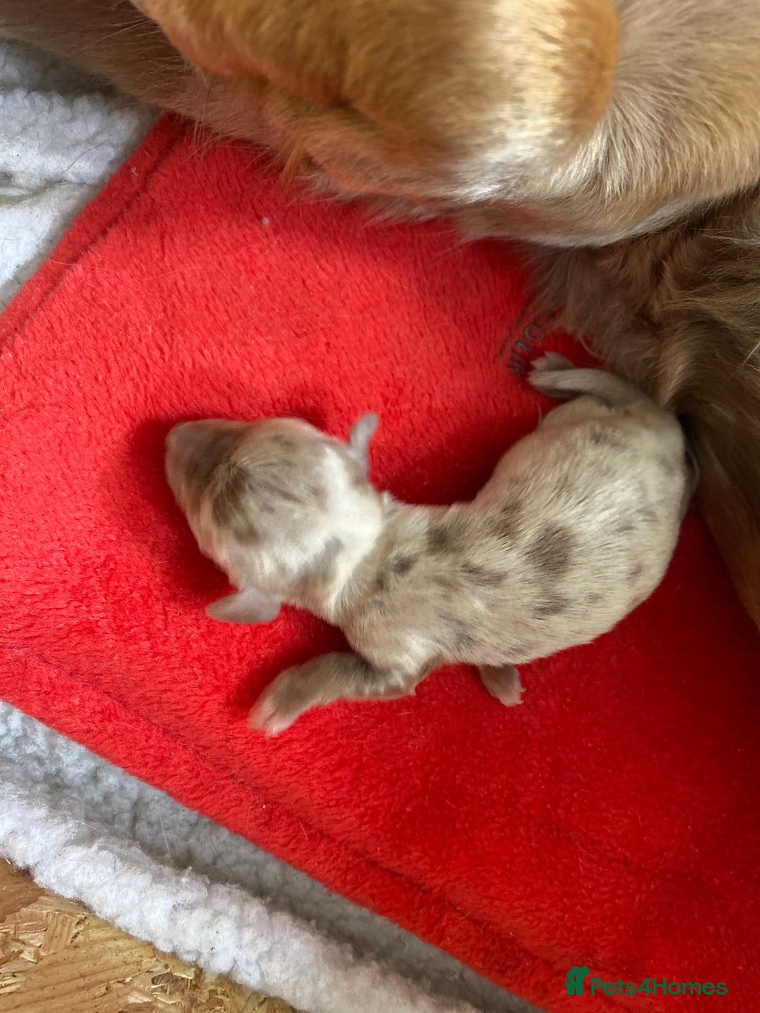 Miniature Dachshund dogs for sale: long haired miniature isabella dapple puppies  - Image 6