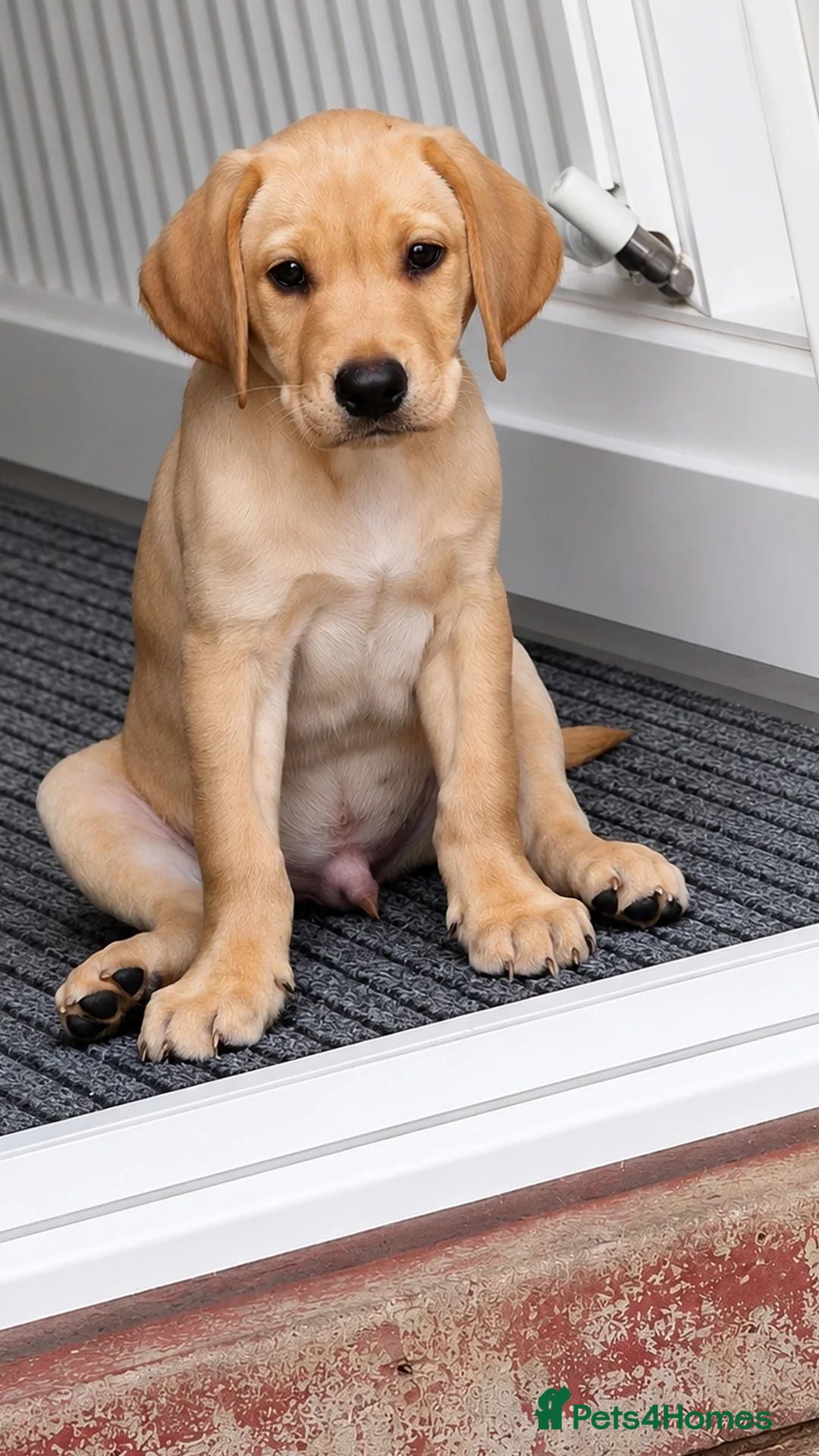 Labrador Retriever dogs 1 beautiful kc labrador boy - Advert 9