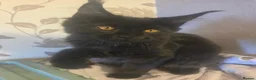 Maine Coon cats for sale: Maine Coon kitten  - Advert 9