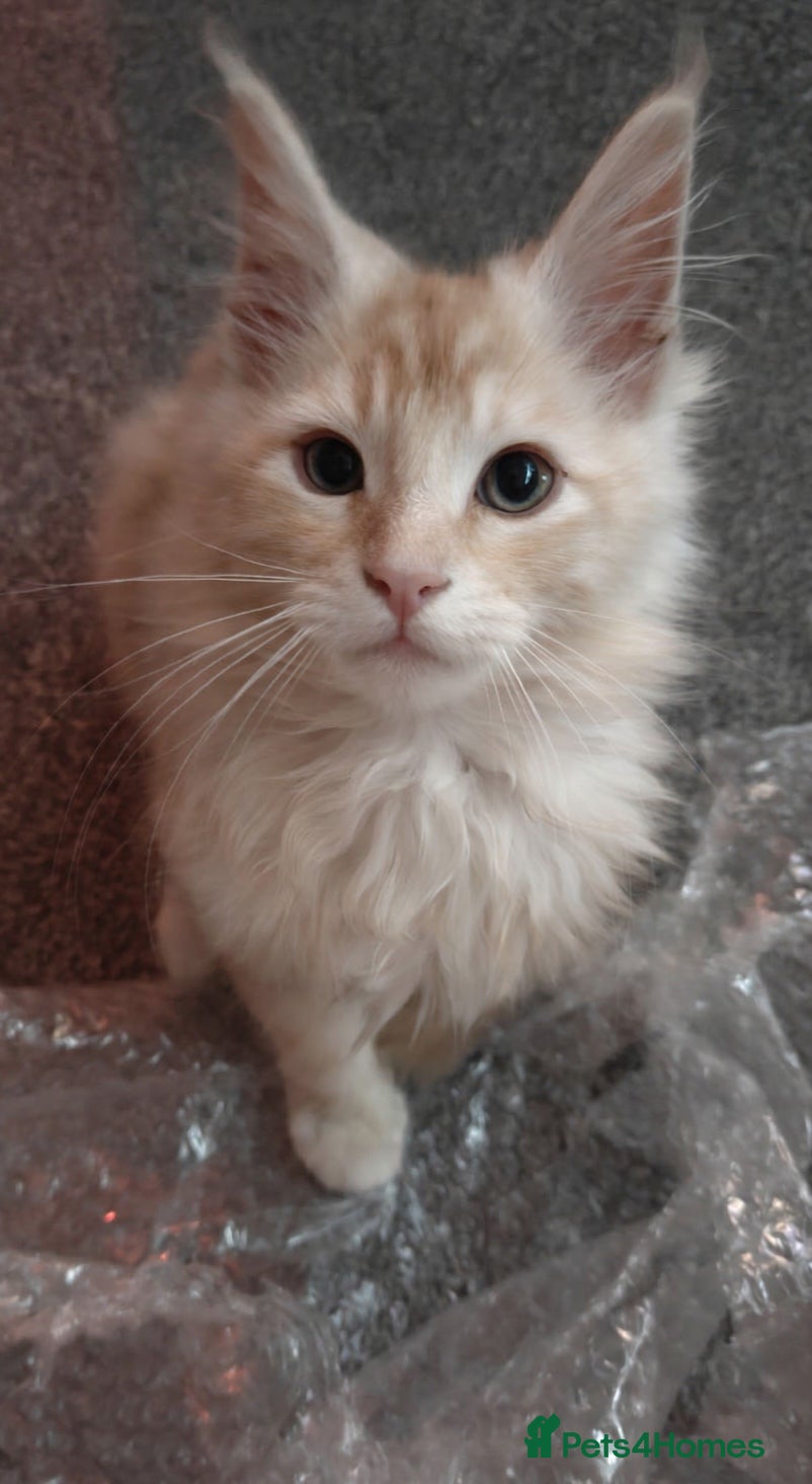 Maine Coon cats Male pure main coon - Advert 15