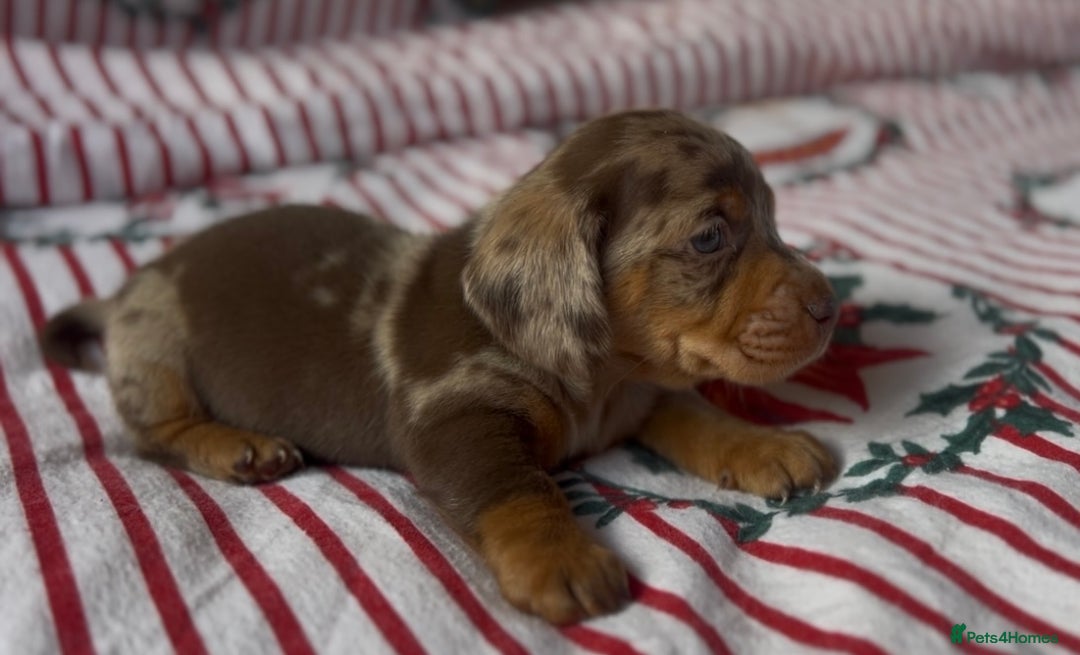 Miniature Dachshund dogs for sale: Miniature Dachshund  - Advert 1