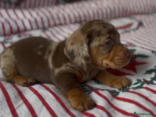 Miniature Dachshund dogs Miniature Dachshund - Advert 4