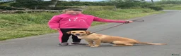 Labrador Retriever dogs for sale: Fox Red Female Labrador  - Advert 1