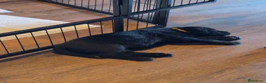 Cane Corso 8