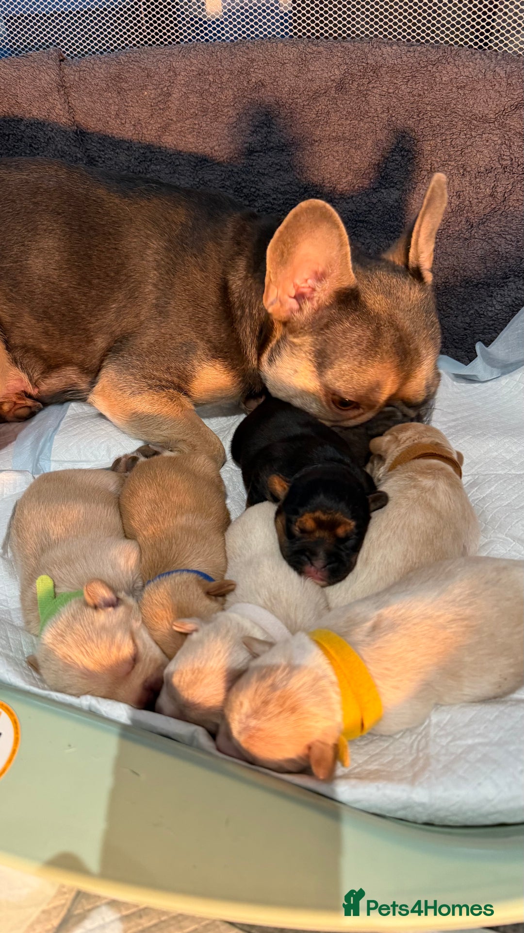 Mixed Breed dogs for sale: 🐶 Adorable F1 Frenchie x Cavapoo Pups 🐾 - Image 11