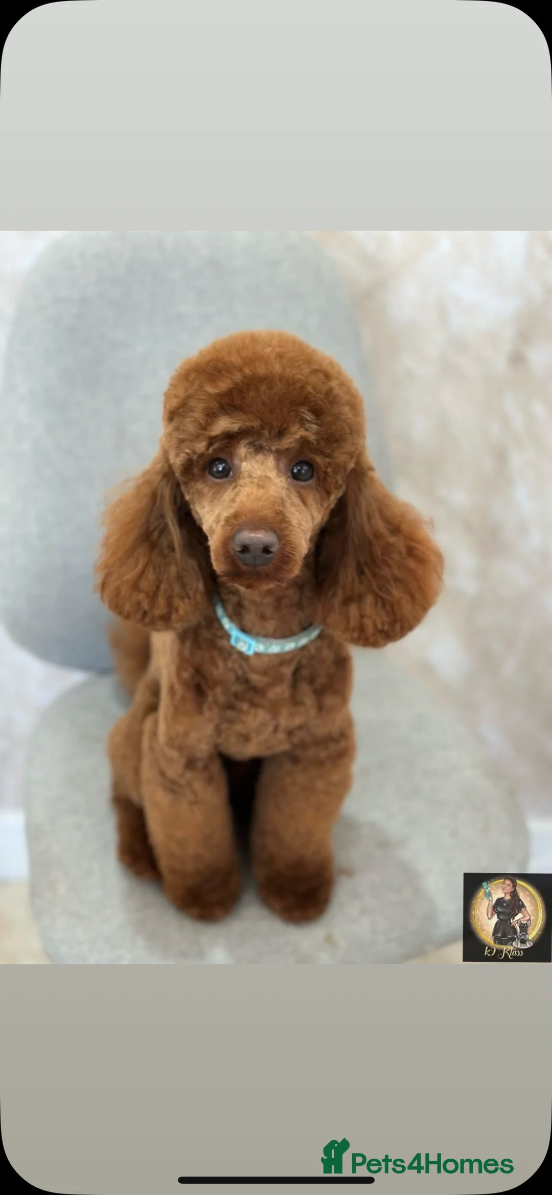 Miniature Poodle dogs for stud:  ⭐️KC PRINCE CHARMING BLUE BOY MINIATURE POODLE⭐️ - Advert 3