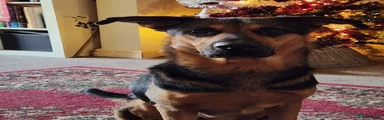 German Shepherd 1