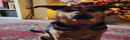 German Shepherd dogs for sale: Female gsd and pocket bully for sale  in Mansfield - Advert 17