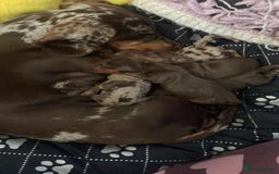Dachshund dogs for sale: Girl dachshund puppy last pup - Image 4