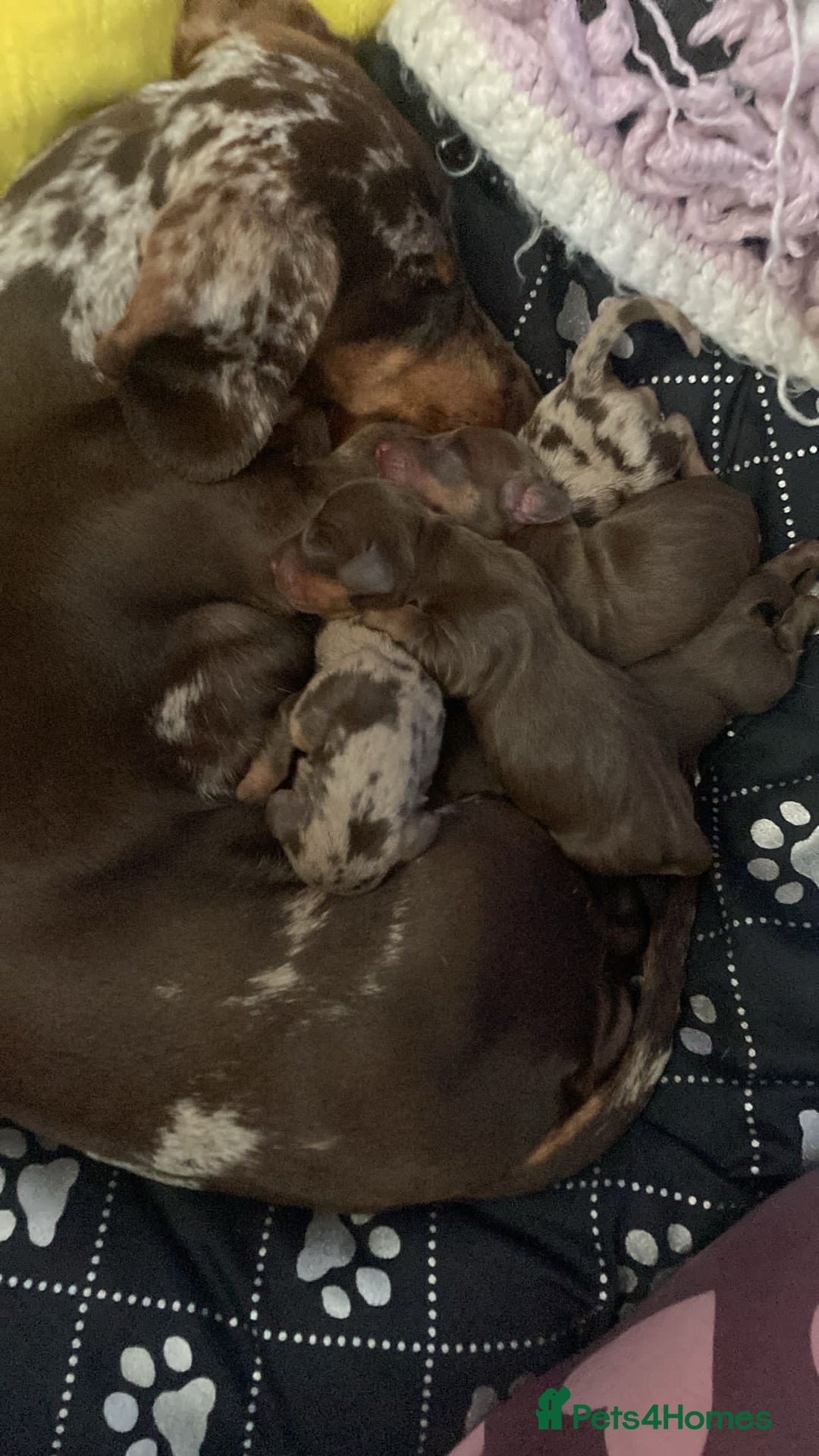 Dachshund dogs for sale: Girl dachshund puppy last pup - Image 4
