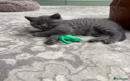 British Shorthair cats for sale: British Shorthair Kittens For Sale - Advert 23