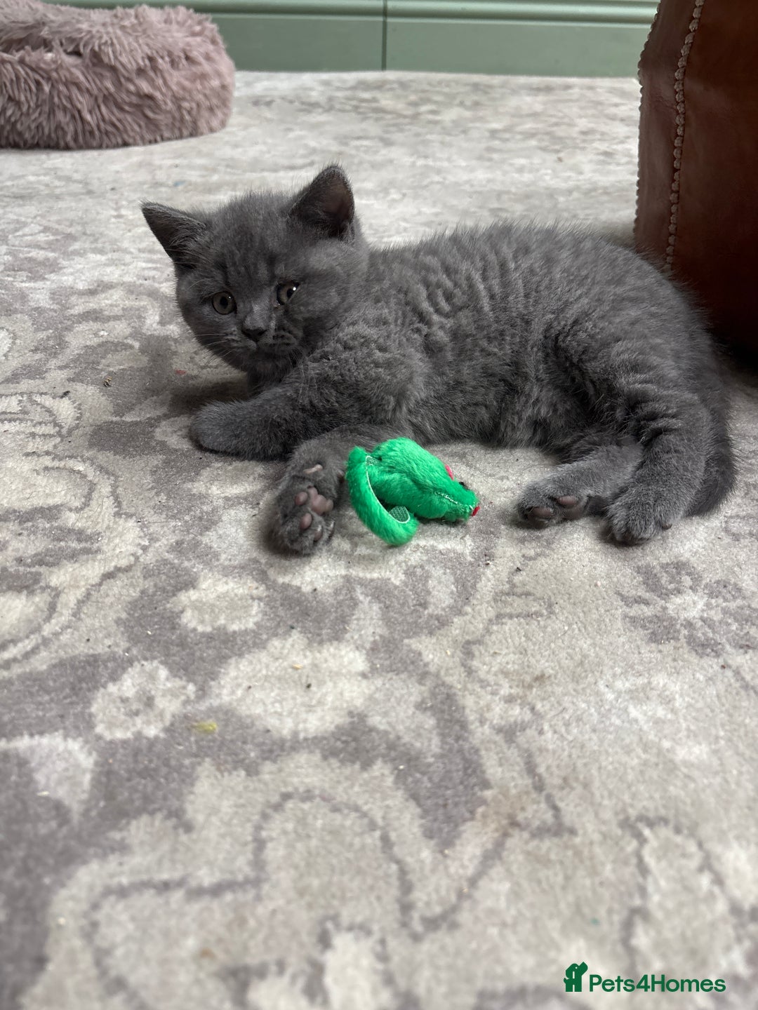 British Shorthair cats for sale: British Shorthair Kittens For Sale - Advert 23