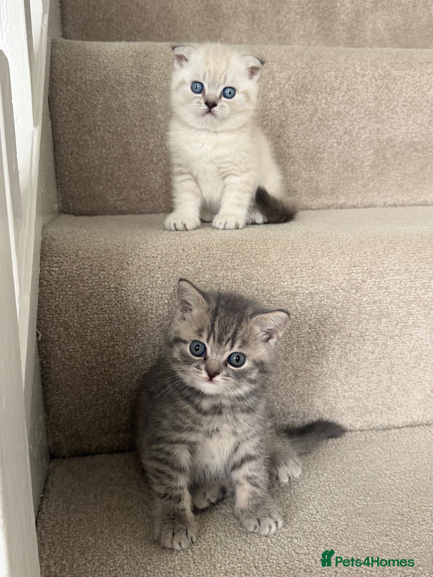 British Shorthair cats Two Scottish Fold and Two British Shorthair  - Advert 1