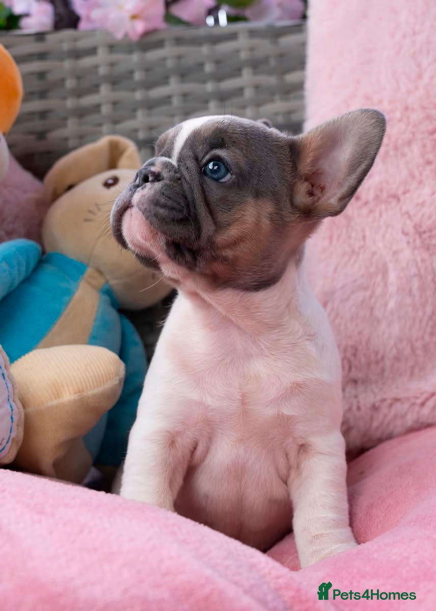 French Bulldog dogs for sale: Stunning litter of pied French bulldogs - Advert 13