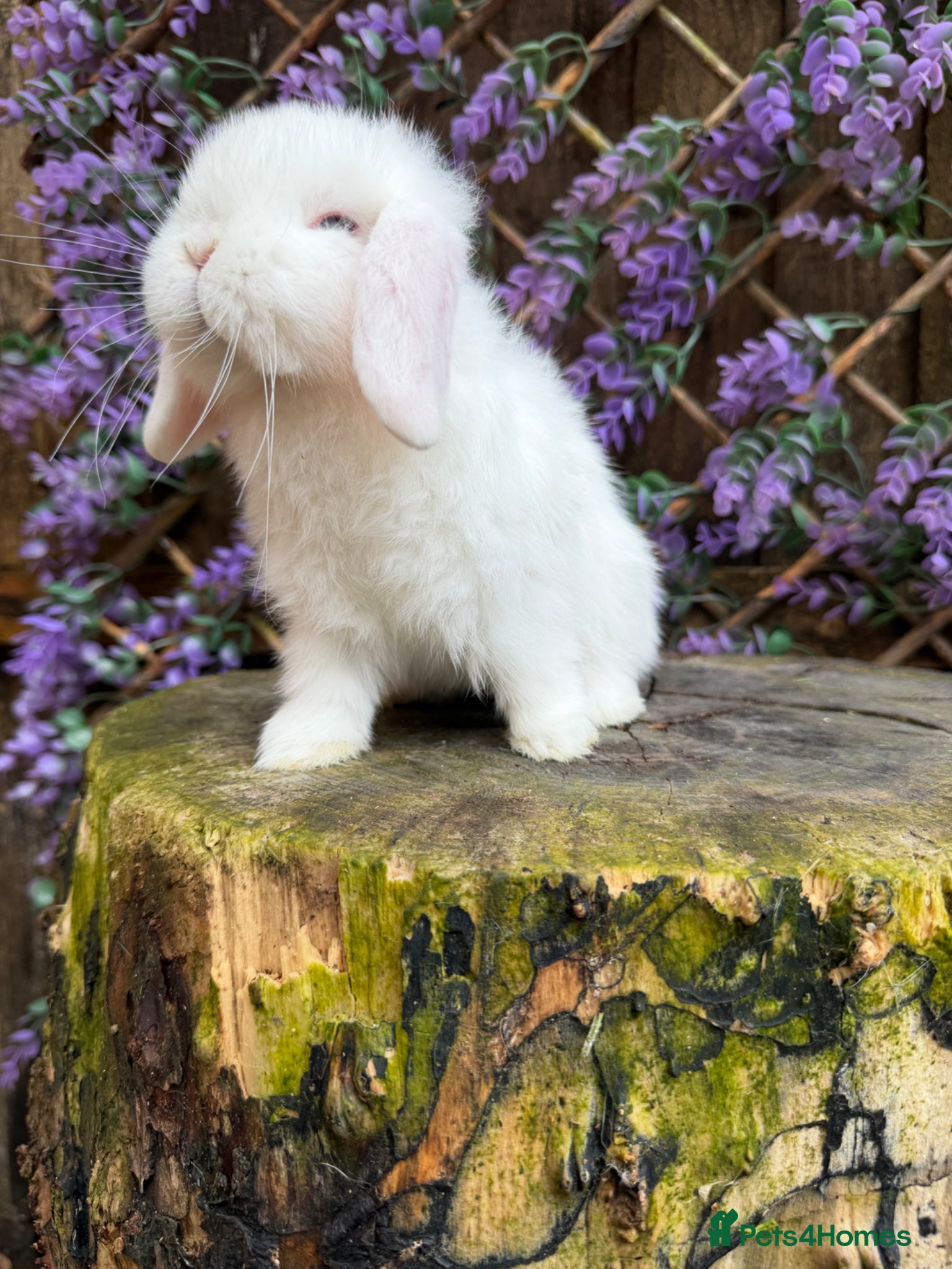 Mini Lop rabbits Mini lop siblings Ready now  - Advert 1
