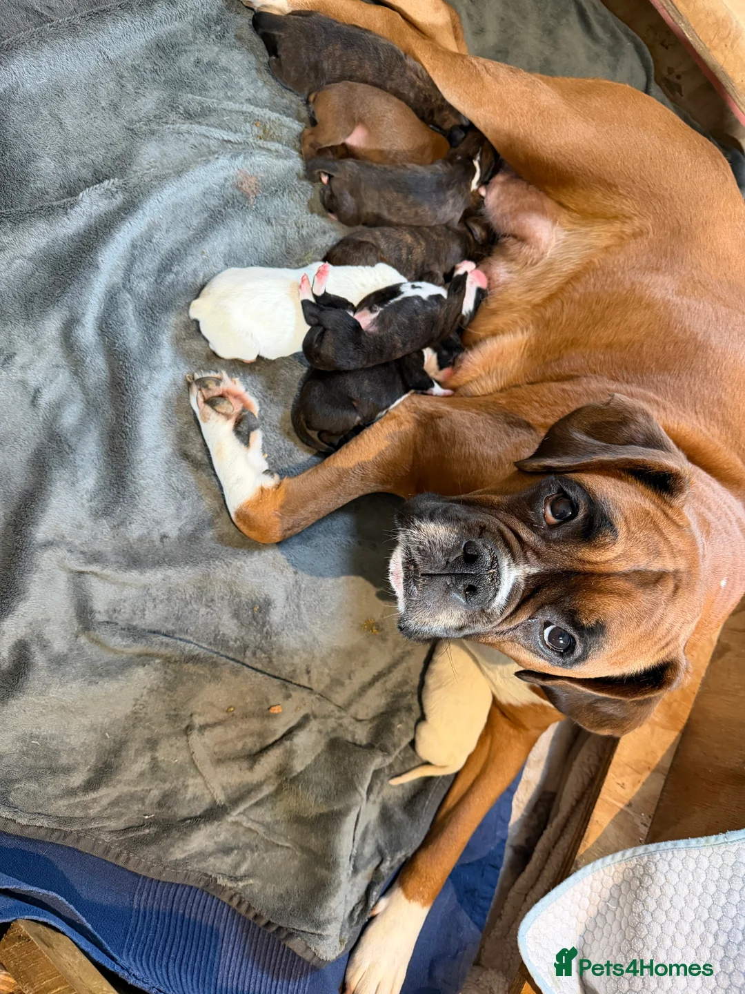 Boxer dogs for sale: Adorable litter of KC registered boxer puppies  - Advert 1