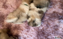 Lhasa Apso dogs for sale: Lhasa Apso Puppies 🐶  - Image 37