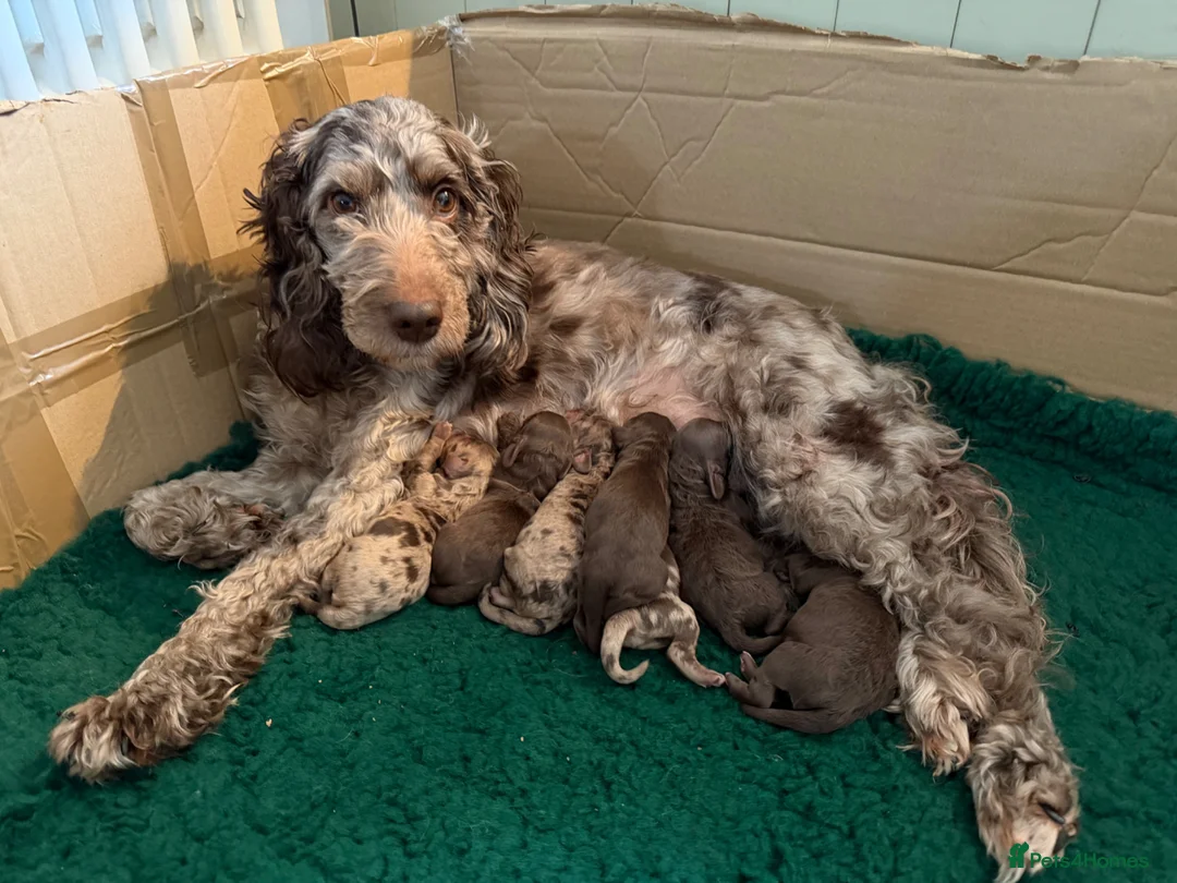 Cockapoo dogs for sale: Cockapoo puppies for sale  - Advert 17