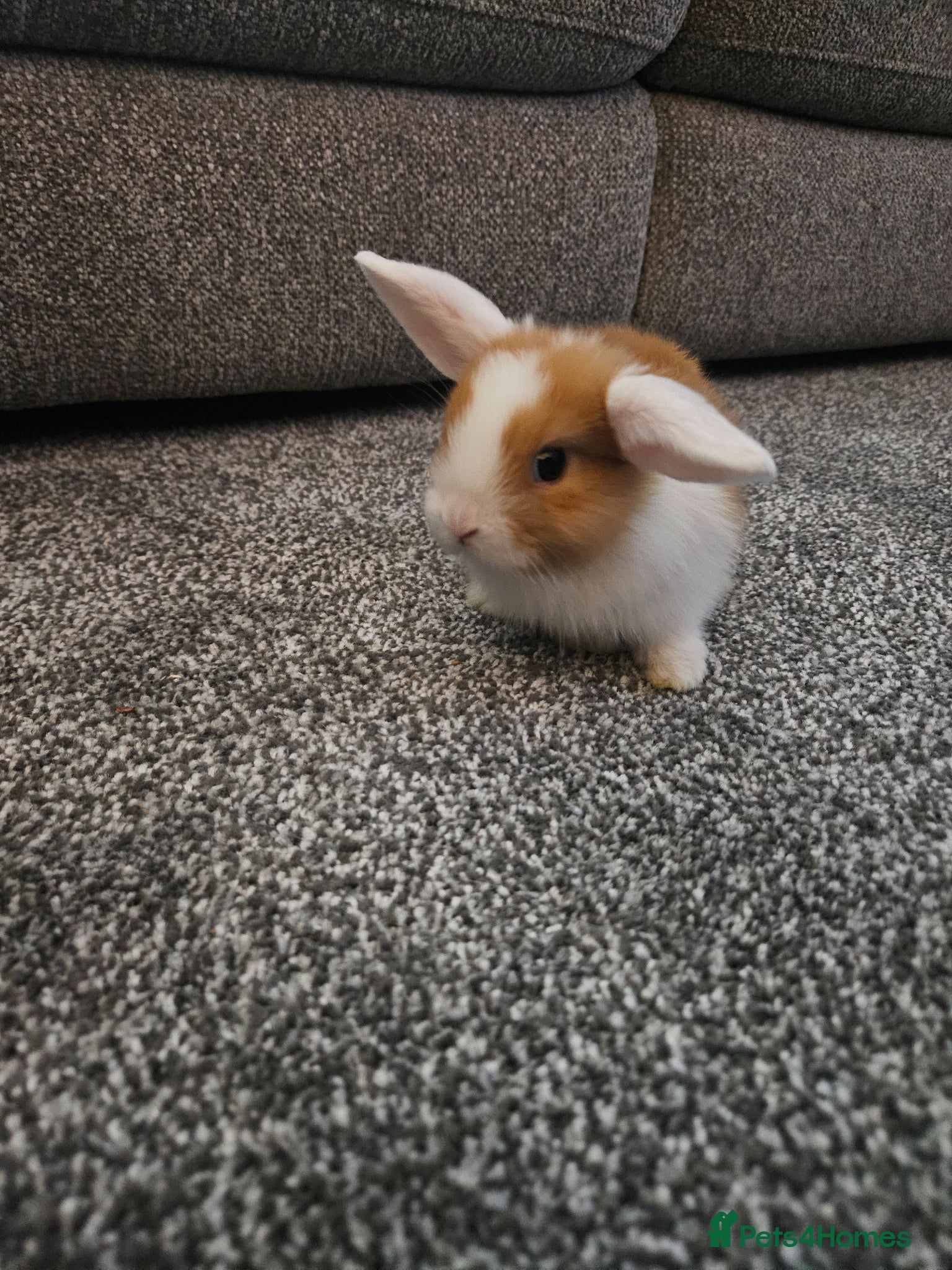 Mini Lop rabbits Mini lop rabbits for sale - Advert 1