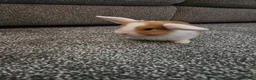 Mini Lop rabbits for sale: Mini lop rabbits for sale - Advert 1