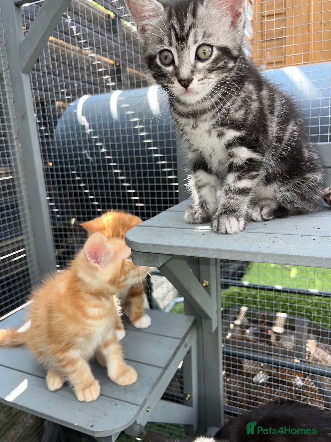 Maine Coon cats for sale: Maine Coon x Domestic Shorthair  - Image 25