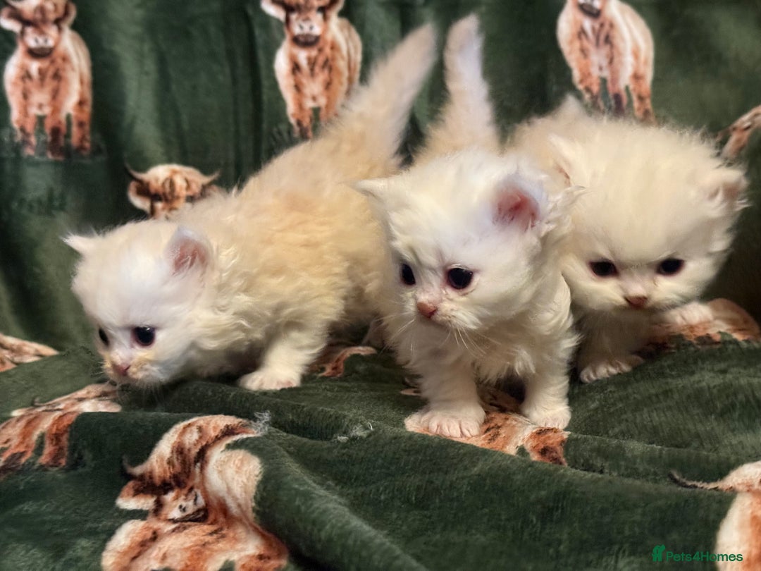 Persian cats for sale: 🌟 Trio of Precious, Purebred Persian Kittens 🌟 - Image 3