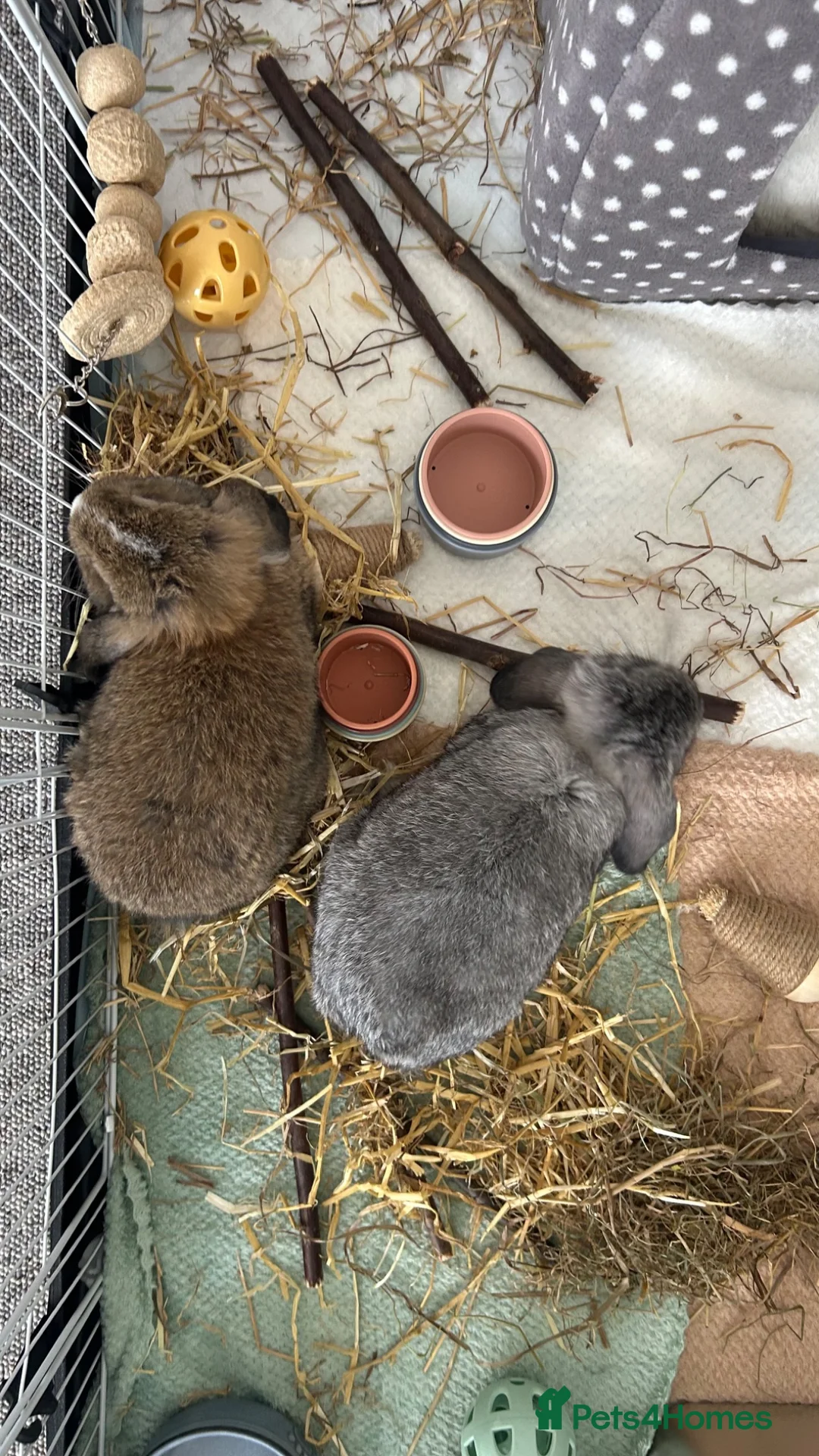 Dwarf Lop rabbits for sale: 2 male dwarf lops in Brighton - Advert 1