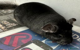 Chinchilla rodents for sale: Mikey, beautiful medium ebony boy - Advert 4