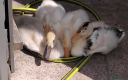 Ducks poultry for sale: 4x ducks - Image 6