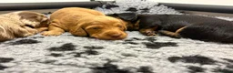 Miniature Dachshund dogs for sale: KC Long Haired Mini Dachshund - Cream/Red/Black - Advert 2
